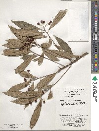 Ardisia crenata image