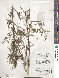 Indigofera bungeana image