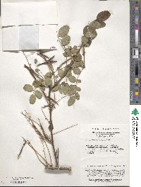 Indigofera amblyantha image