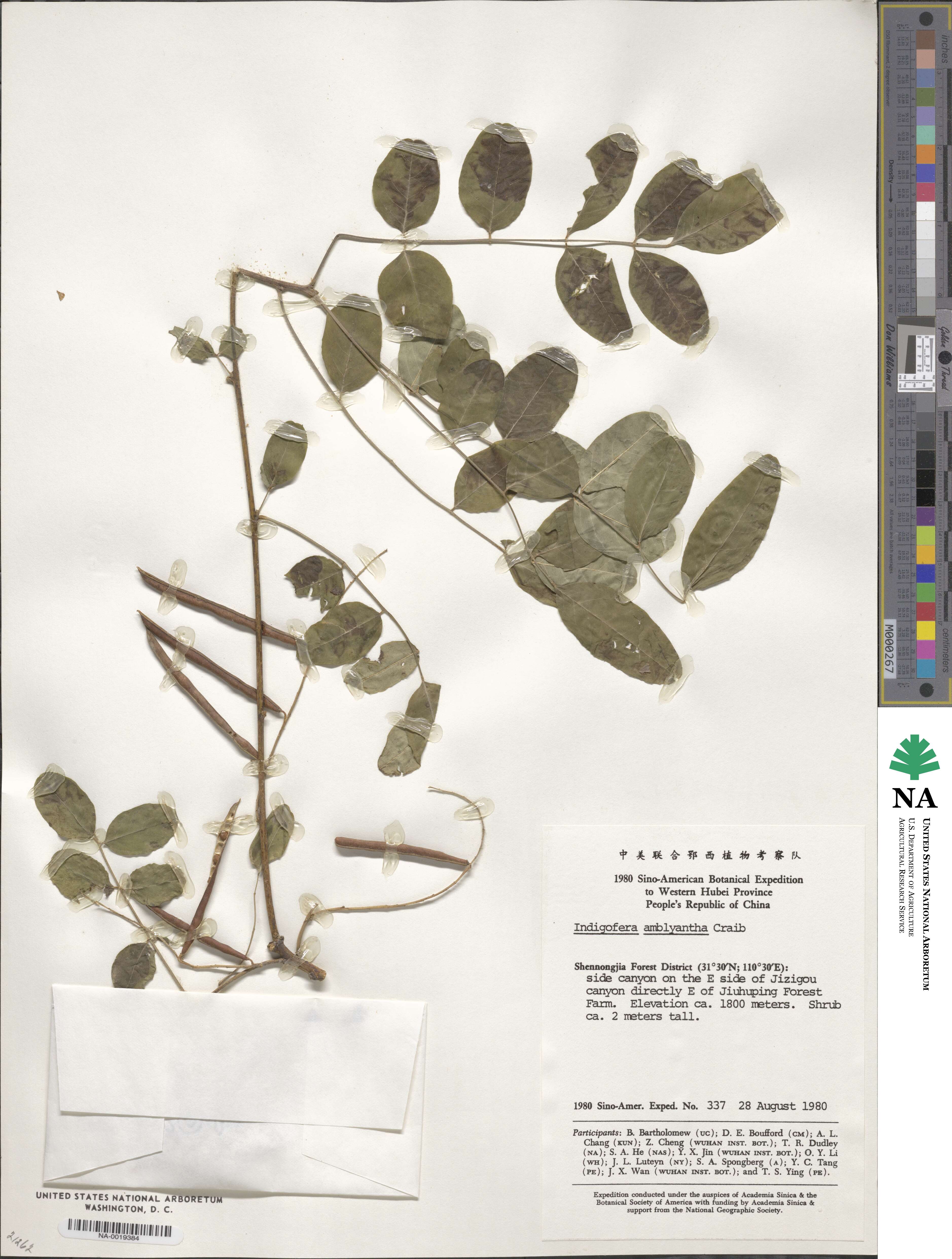 Indigofera amblyantha image