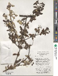 Viburnum utile image