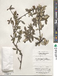 Viburnum utile image