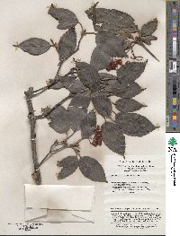 Viburnum setigerum image