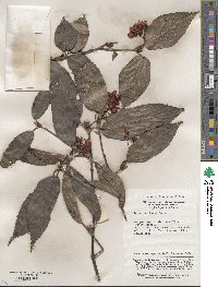 Viburnum setigerum image