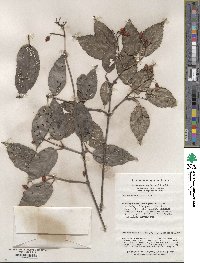 Viburnum setigerum image