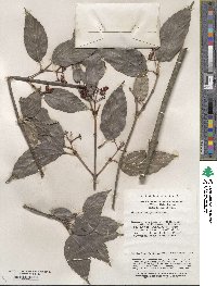 Viburnum setigerum image