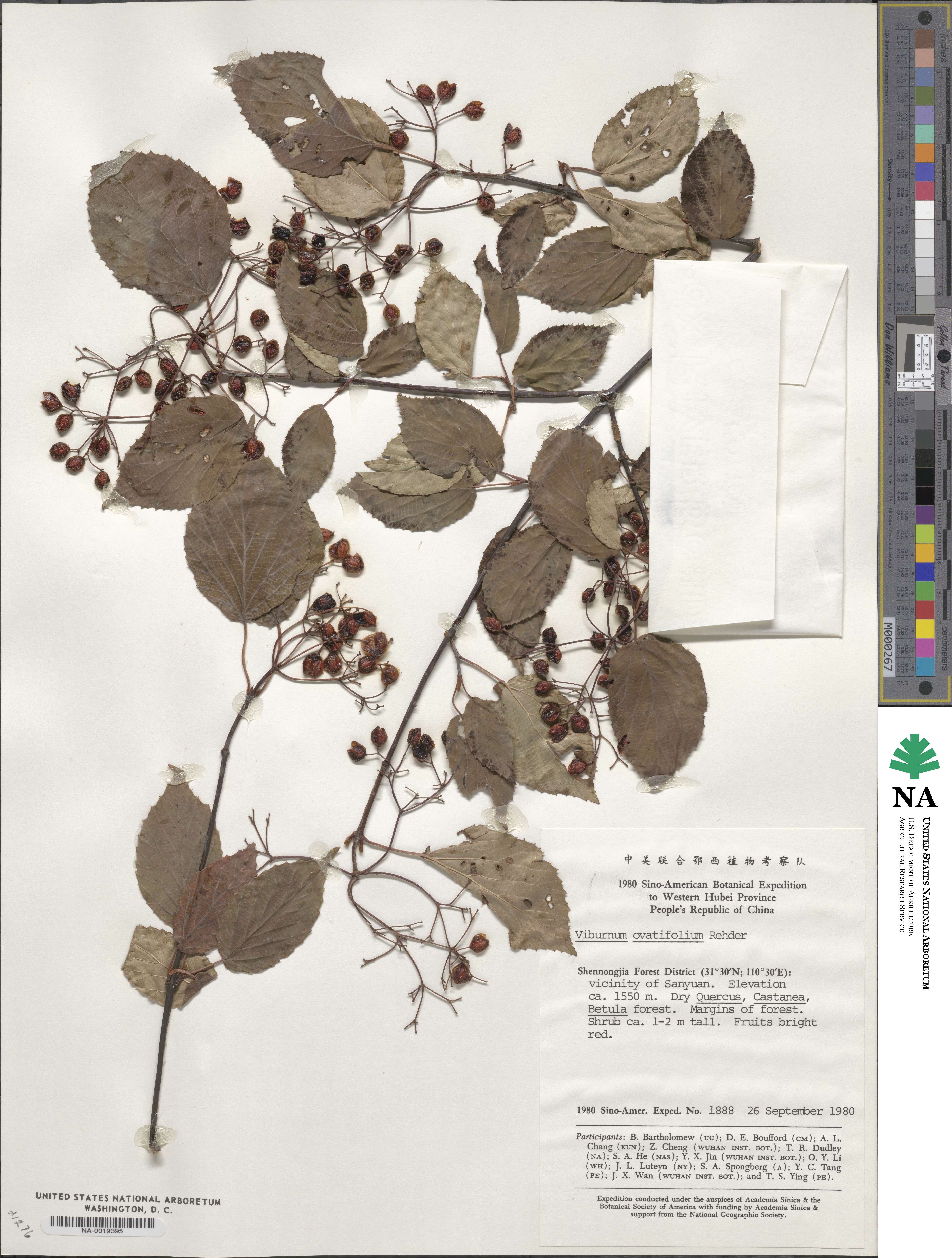 Viburnum betulifolium image