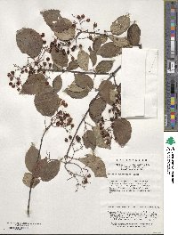 Viburnum betulifolium image