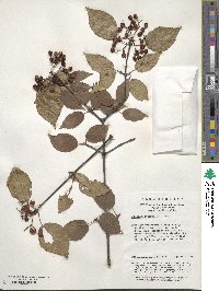 Viburnum betulifolium image