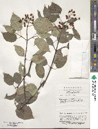 Viburnum betulifolium image