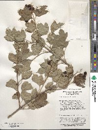 Viburnum sargentii image