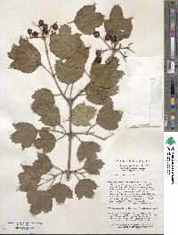 Viburnum sargentii image