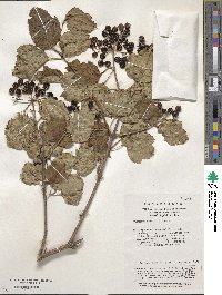 Viburnum sargentii image