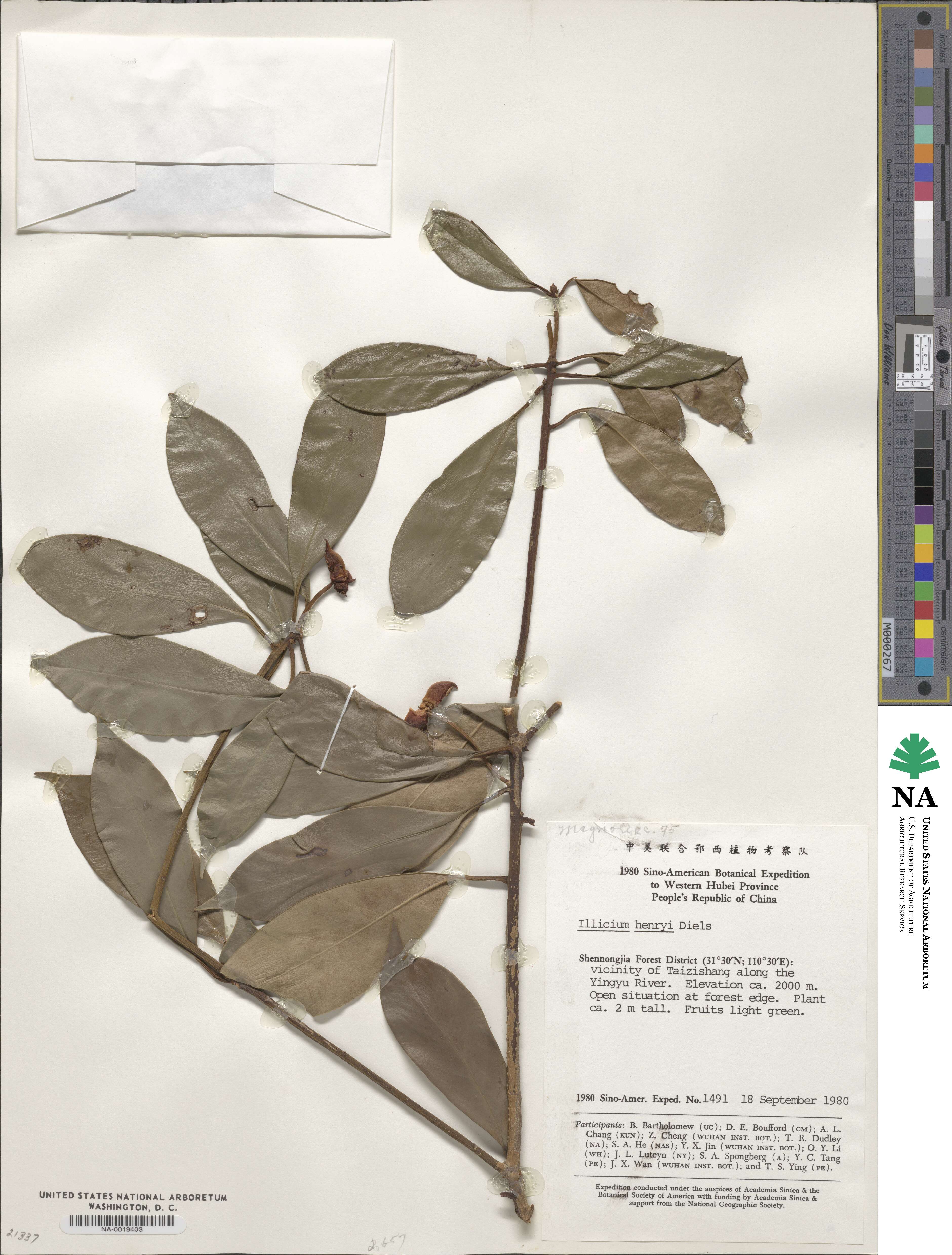 Illicium henryi image