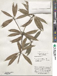 Illicium henryi image