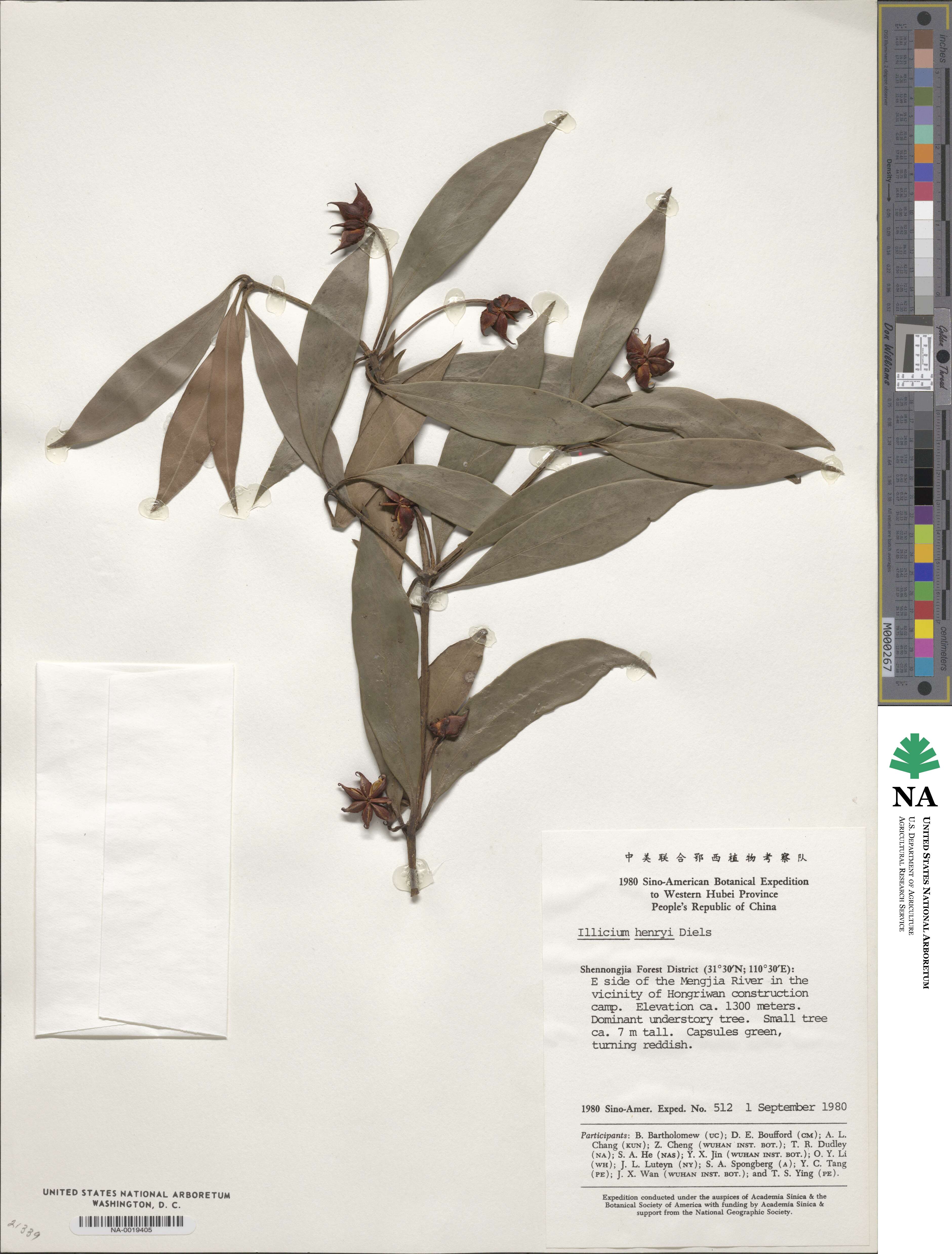 Illicium henryi image