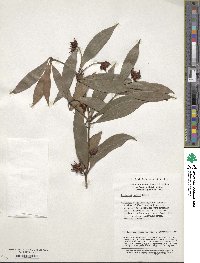 Illicium henryi image