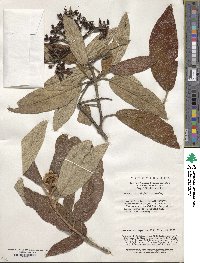 Viburnum rhytidophyllum image