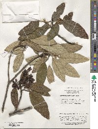 Viburnum rhytidophyllum image