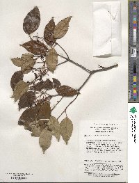 Viburnum propinquum image