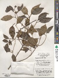 Viburnum propinquum image