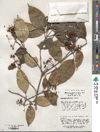 Viburnum propinquum image