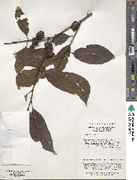 Diospyros lotus image