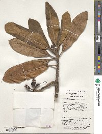 Rhododendron sutchuenense image