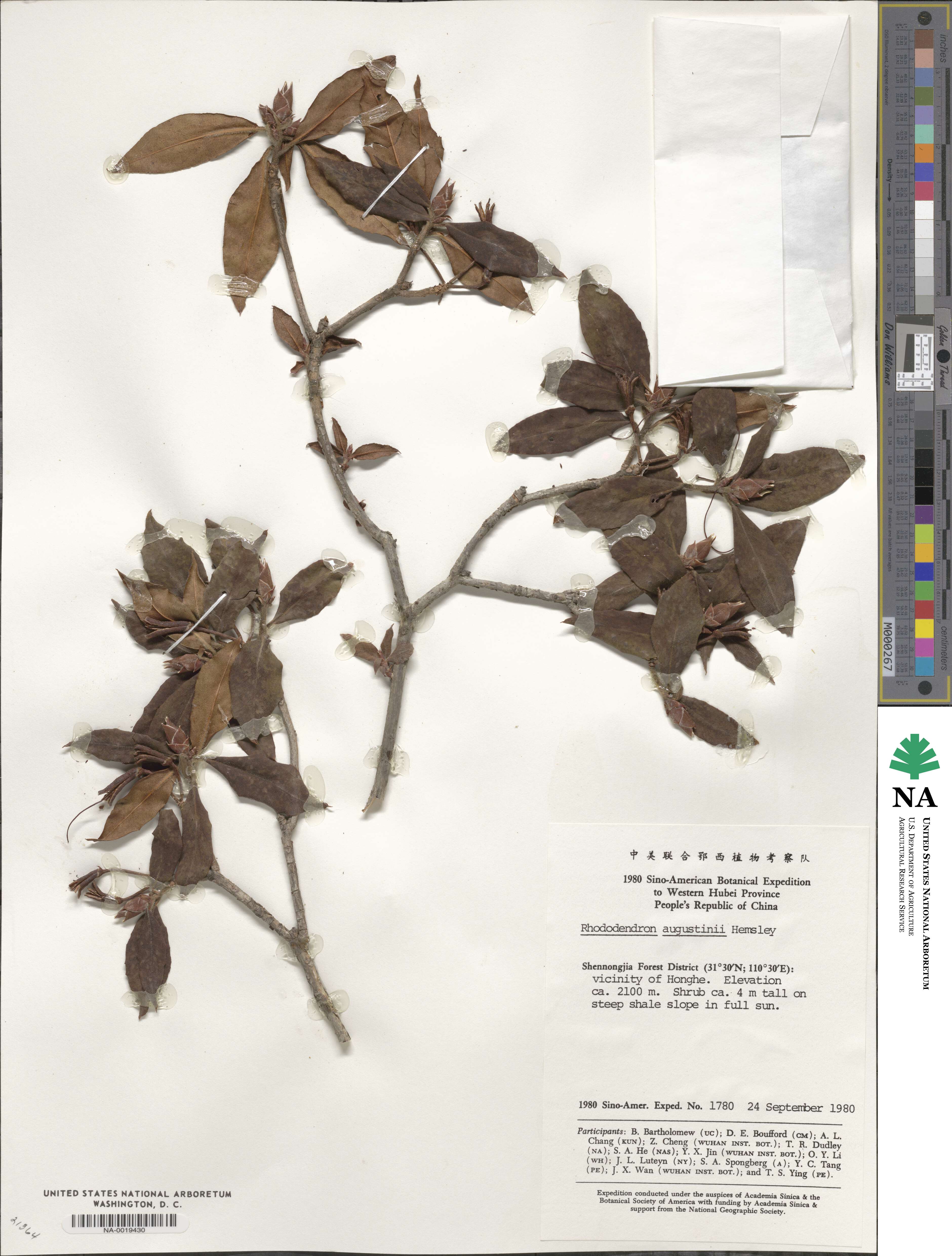 Rhododendron augustinii image