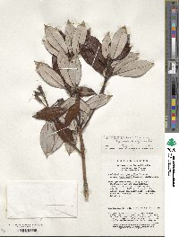 Rhododendron hypoglaucum image