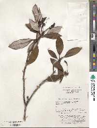 Rhododendron hypoglaucum image