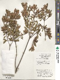 Rhododendron micranthum image