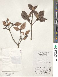 Rhododendron mariesii image