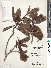 Rhododendron maculiferum image