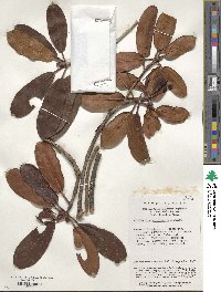 Rhododendron maculiferum image