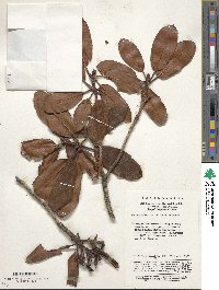 Rhododendron maculiferum image