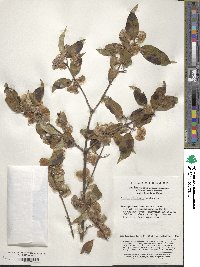 Dipelta floribunda image