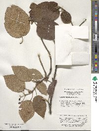 Viburnum glomeratum image