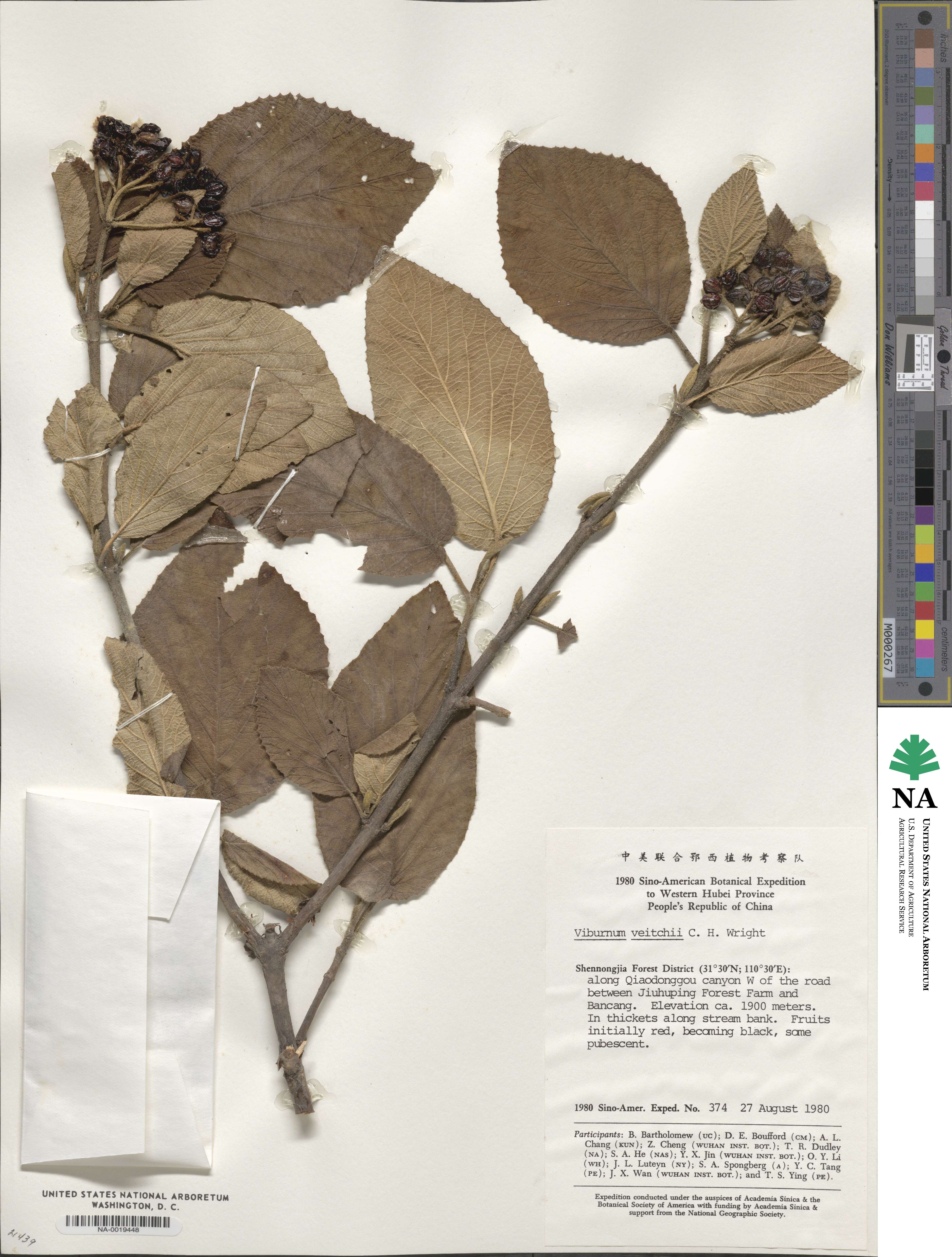 Viburnum glomeratum image