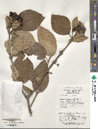 Viburnum glomeratum image