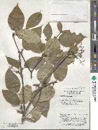 Viburnum sympodiale image