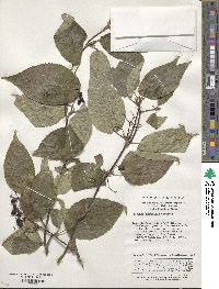 Viburnum sympodiale image