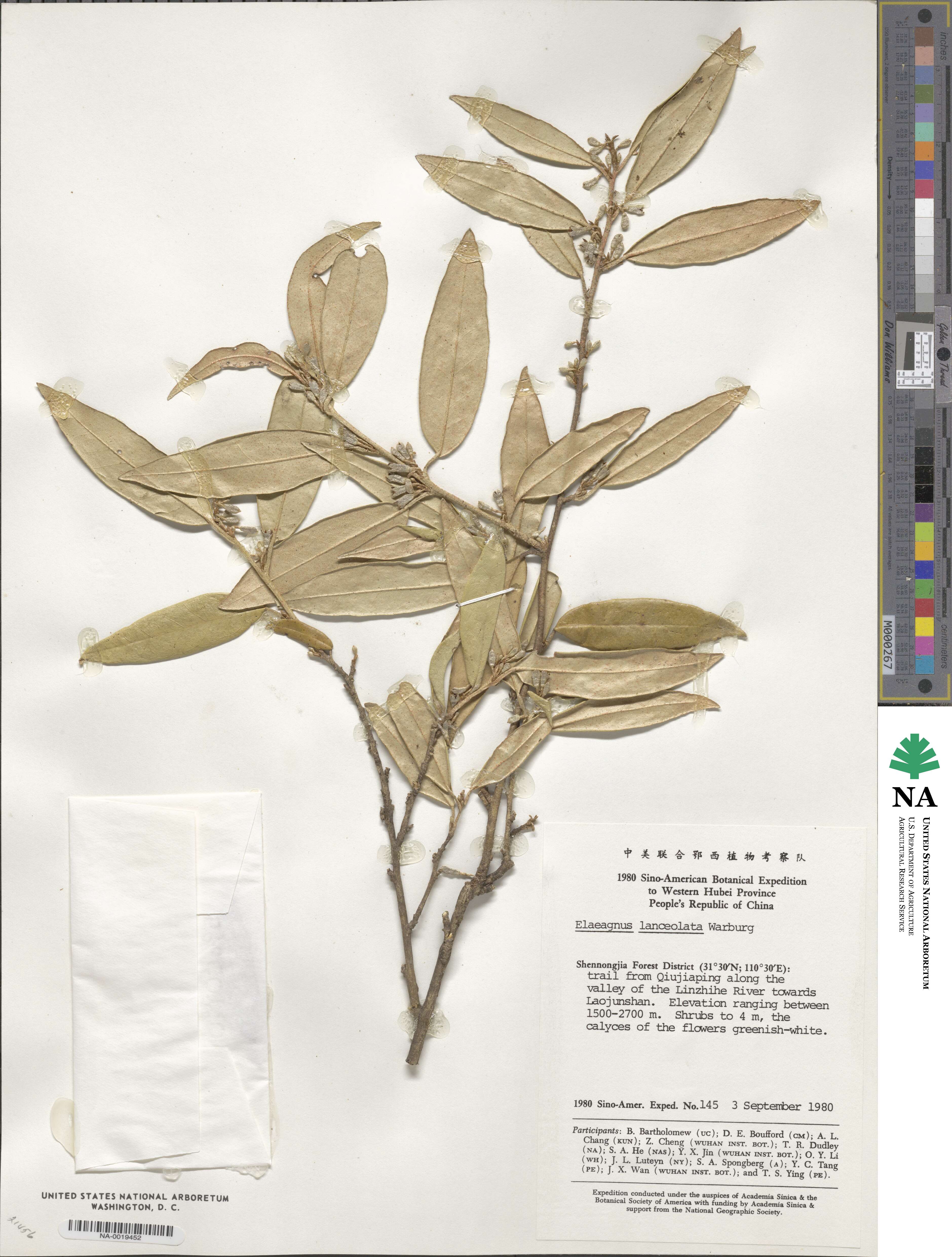 Elaeagnus lanceolata image