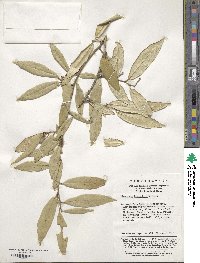 Elaeagnus lanceolata image