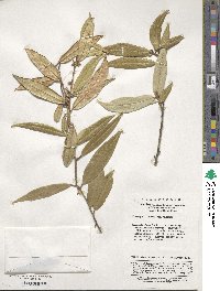 Elaeagnus lanceolata image