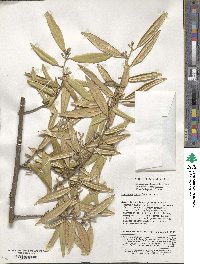 Elaeagnus lanceolata image