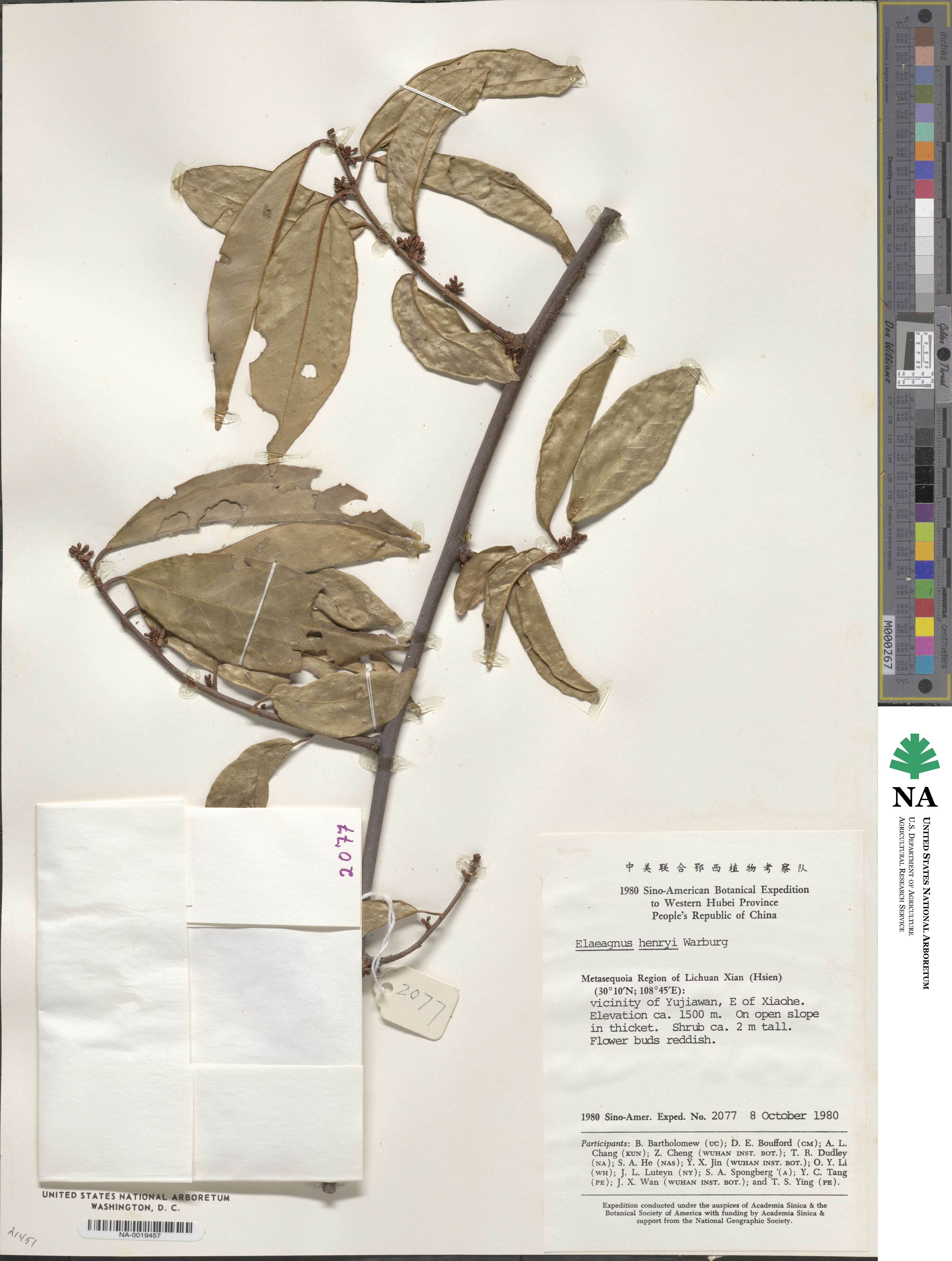 Elaeagnus henryi image