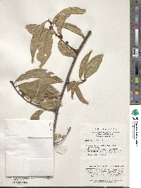 Image of Elaeagnus henryi