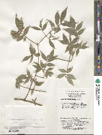 Euonymus verrucosoides image