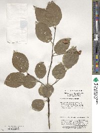 Euonymus sanguineus image